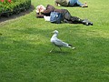 A old man and a bird in the St Stephen's Green