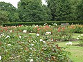 Rose garden in the Greenwich park
