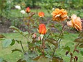 A rose in the Greenwich rose graden
