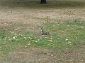A squirrel in the Greenwich park