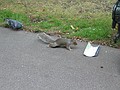 A pigeon and a squirrel in the Greenwich park