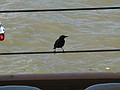A bird on a wire of HMS Belfast