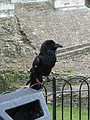 A raven - The Tower of London