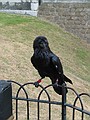 A raven on the Tower Green