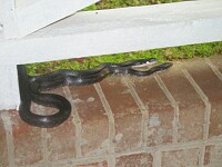 Unexpected visit of two Black Racers on Michael's porch