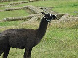 Ingapirca - Ecuador's best know Inca ruins