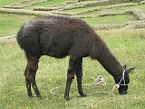 Ingapirca - Ecuador's best know Inca ruins