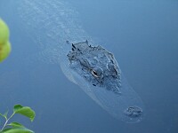 Everglades, FL (8. Sept 2005)