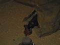 A rat eating entrials