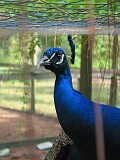 Animals in the campground