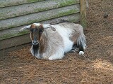 Animals in the campground