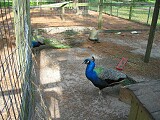 Animals in the campground